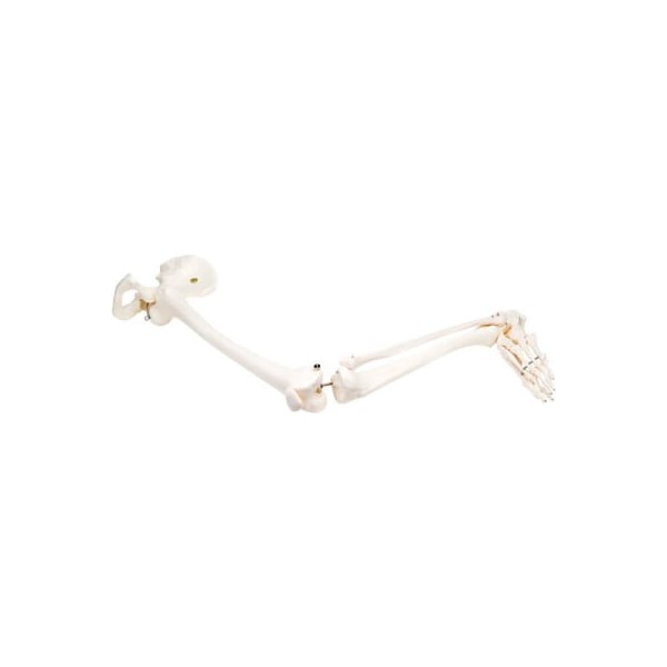 3B Anatomical Model - Loose Bones, Leg Skeleton with Hip, Left